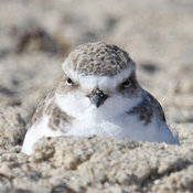 Snowy Plover